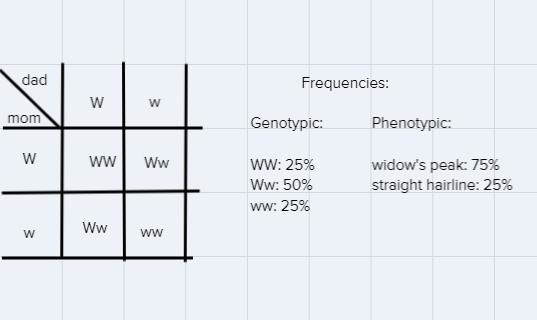 A widow's peak hairline is dominant (W) to a straight hairline (w). Karen and her-example-1