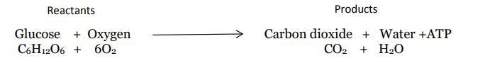 According to the Law of Conservation of Mass, there need to be the samenumber of atoms-example-2