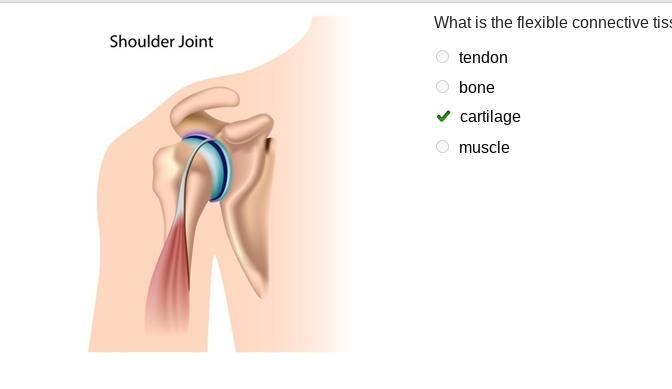 A shoulder joint with tissue between the bones highlighted. What is the flexible connective-example-1