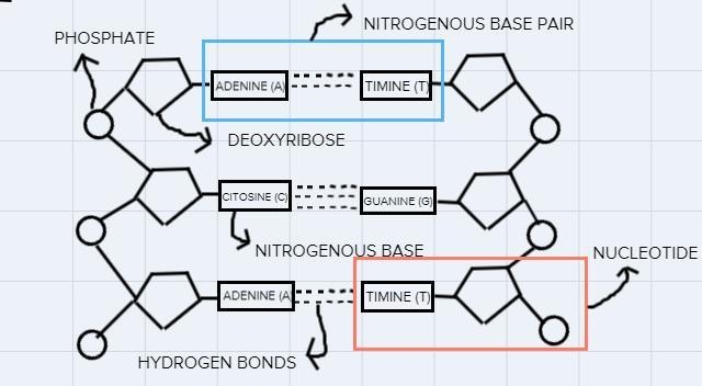 Demonstrate your understanding of DNA structure by labeling the structure below.-example-1