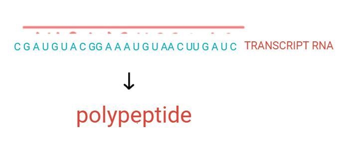 Draw a basic picture to show how proteins are made from DNA by transcription and translation-example-2