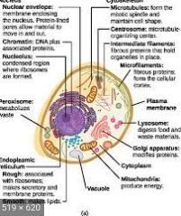 A prokaryotic cell with a firm cell wall is limited in terms of how large it can get-example-1