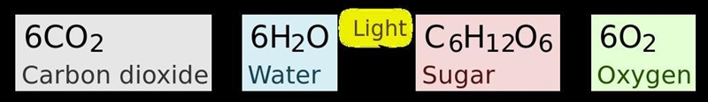 Which three of the items below are inputs of the photosynthesis.-example-1