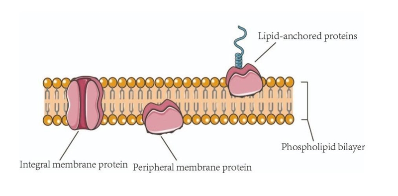 What are the three types of cell surface proteins and their functions?-example-1