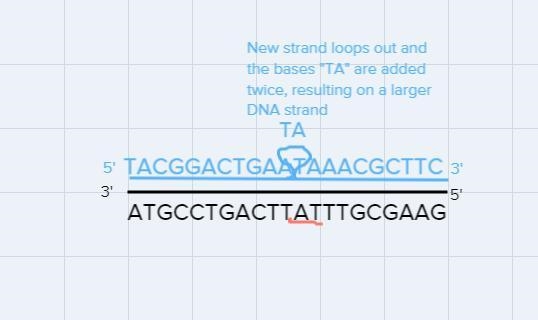 Question 12After many cell divisions, a segment of DNA has more base pairs than it-example-2