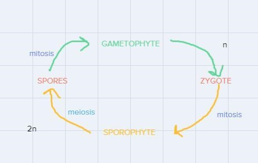 Help me write a four to five sentences of the distinguishes between the gametophyte-example-1