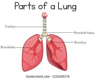 What are Bronchi? A. Tiny air sacs in the lungs. B. A phospholipid that coats the-example-1