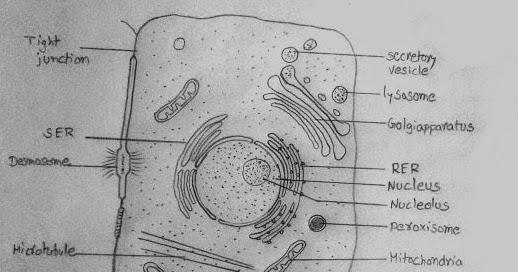 Well labelled diagram of a cell ​-example-1