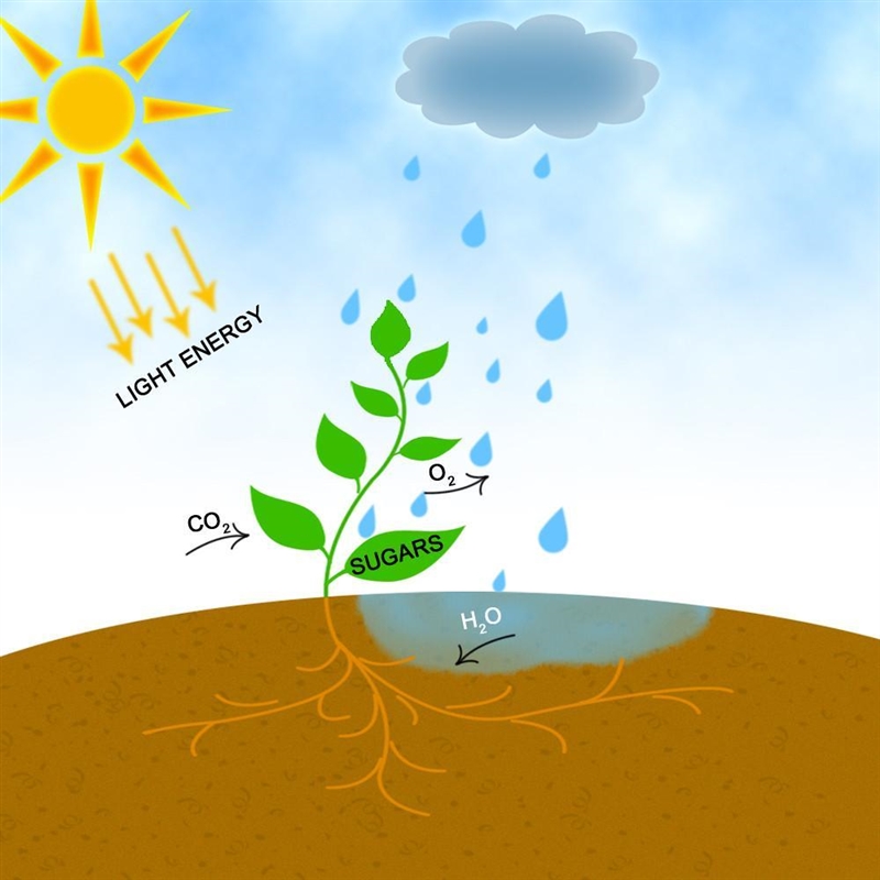 How is photosynthesis applied and used.-example-1