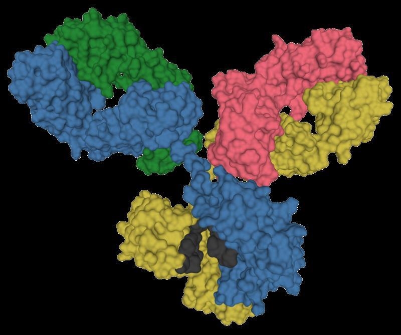 What are antibodies composed of?A. A constant, a variable, and an intermediary polypeptide-example-2