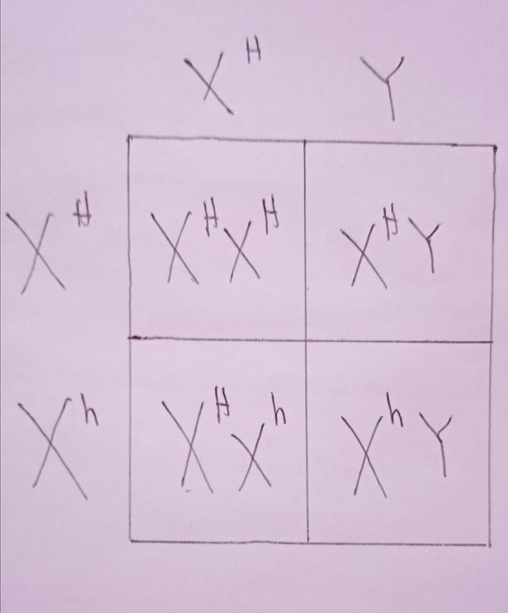 An X-linked gene causes a form of hemophilia. A woman who is a genetic carrier of-example-1