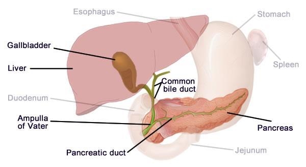 Label the names Mouth, Esophagus, Stomach, Small Intestines Salivary Glands, Gallbladder-example-1