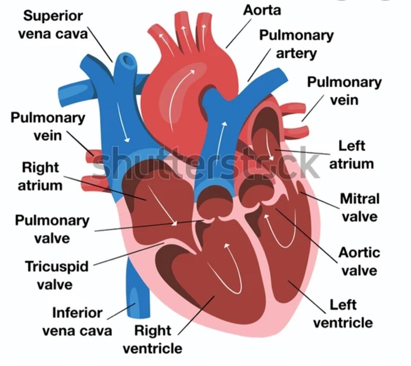 Name the labeled structure-example-1