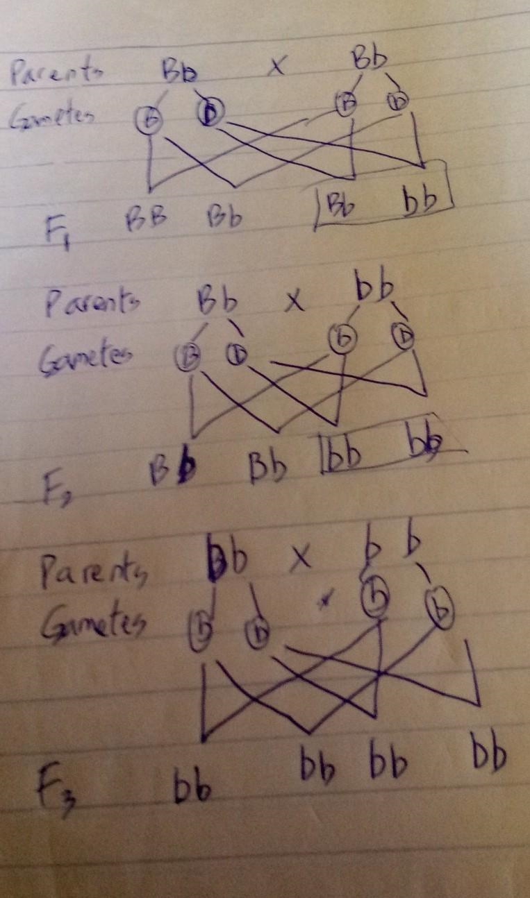 Ignments Imagine you have 2 black mice with (Bb) alleles and you want a generation-example-1