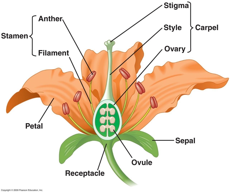 What is the reproduction structure on the flower that is the male part?A) SepalsB-example-1