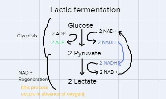 Which of the following is not associated with Lactic Acid fermentation?glycolysisbreadanaerobiccause-example-1