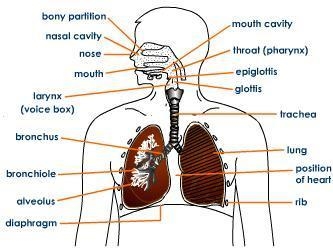 Which of the following organs is NOT part of pulmonary circulation?0000lungsbronchiolesmitral-example-1