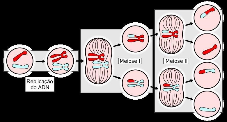 As a result of meiosis:one diploid cell has divided twice forming 4 haploid cells-example-2