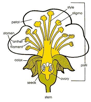 Which part of the Apple flower produces cells by meiosis Anther Filament Stigma Style-example-1