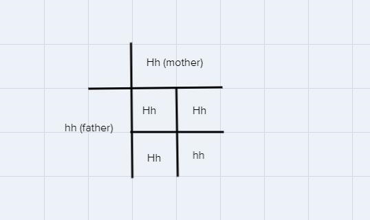 Hair color is either dark (H) or light (h). What are the probabilities of the expected-example-1