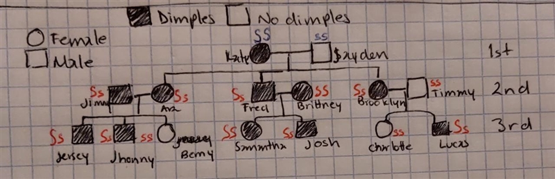 I need help i need to do a pedigree chart and punnet square in for a simple dimple-example-2