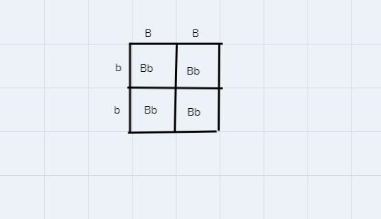 In rabbits, black fur (B) is dominant to white fur (b). A purebred ( homozygous) black-example-1