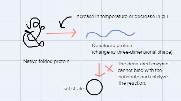 Draw a picture showing what happens to an enzyme when your organism does not maintain-example-2