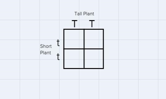 Complete the Punnett squares for Mendels cross (P-parental) of a tall plant (TT) with-example-1