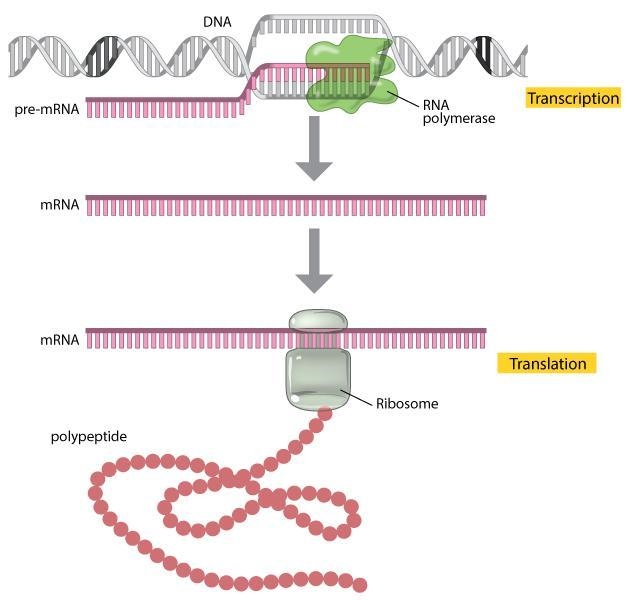 How are proteins synthesized by dna through rna-example-1