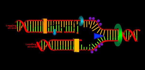 Show that DNA Replication is semi-conservative. In your illustration include the following-example-2