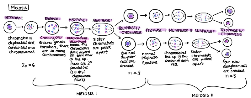 As a result of meiosis:one diploid cell has divided twice forming 4 haploid cells-example-1