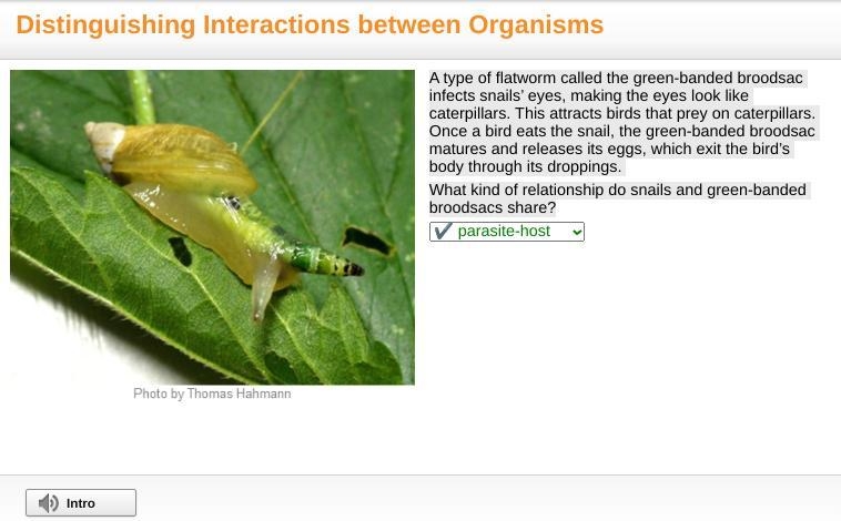 A type of flatworm called the green-banded broodsac infects snails’ eyes, making the-example-1