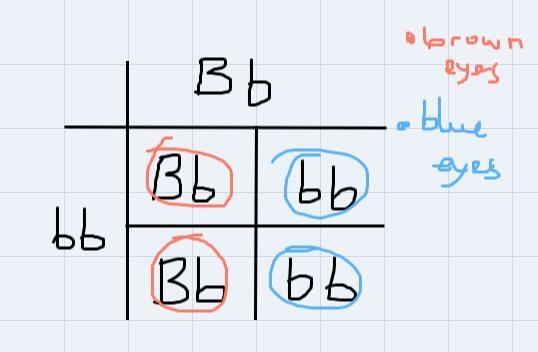 Which color of eyes is dominant? How do you know this?What does this mean in terms-example-1