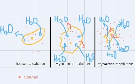 What would happen to a cell in an hypertonic, an isotonic and an hypotonic solution-example-1