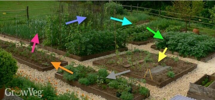 Four differences between monocropping and crop rotation​-example-2