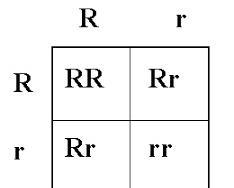 In certain species of plants, purple flowers (P) are dominant to white flowers (p-example-1