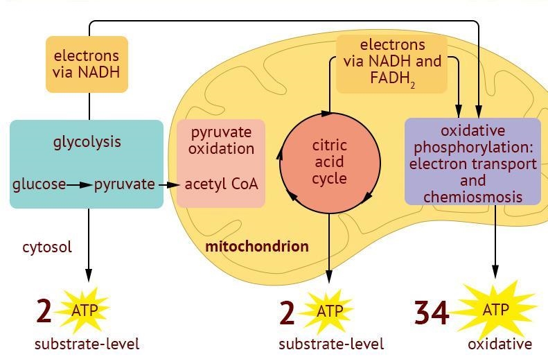 Where are most ATPs produced in cellular respiration-example-1