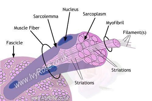 Labeled diagram of muscle cell ​-example-1