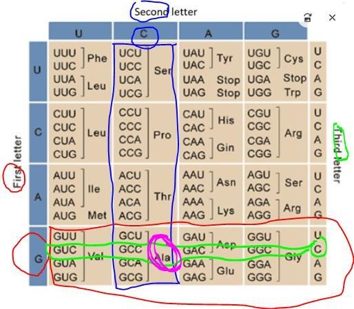 Use the codon wheel or chart to translate the mRNA codons from your answer above into-example-3