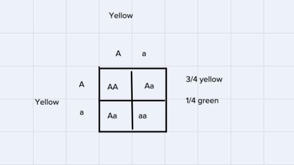 Which of the following observations led to conclude that some traits were recessive-example-2