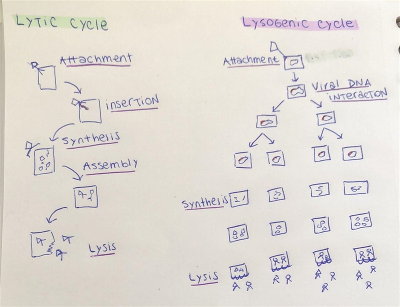 I need to know where to put the Pink And Dark Pink boxes-example-1