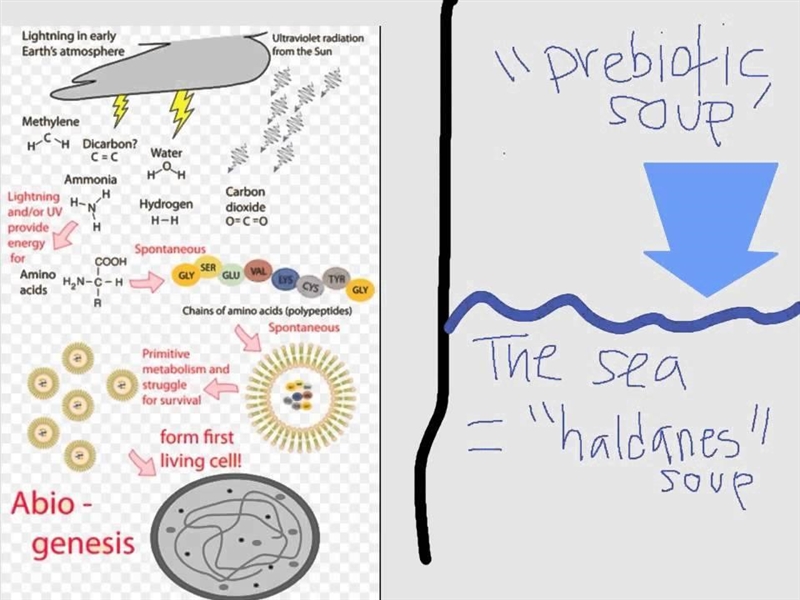 Which is true according to Oparin and Haldane? O The first organic molecules were-example-1