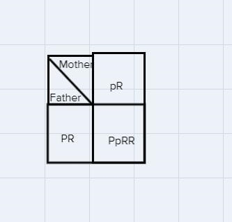 Genotype and phenotype:A woman with the genotype PpRr is crossed with a man with the-example-1