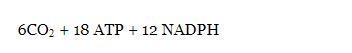 In Calvin cycle, 1 molecule of glucose is formed from :1 6CO2 + 18ATP + 3ONADPH2 6CO-example-2