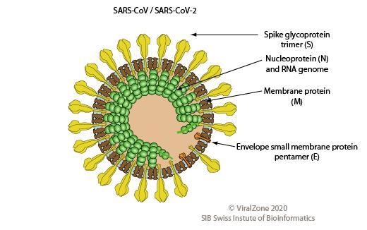 7.Type the correct part of the virus, indicated by the number 7,________9. Type the-example-1