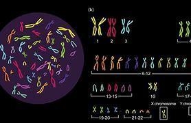 Human body cells have______ pairs of chromosomes O 23 pairs O 46 pairs O 3 pairs O-example-1