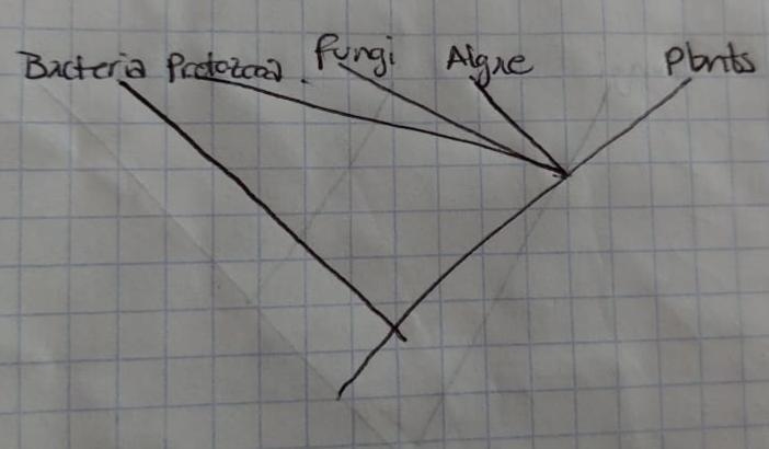 Create a phylogenic tree between fungi, plants, and protists-example-1