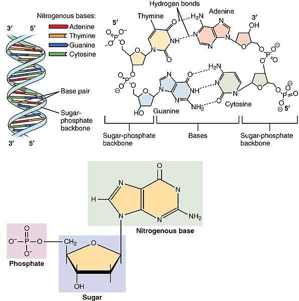 Ligase joins fragments together by connecting their backbones. This means it connects-example-1