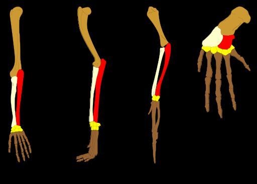 In terms of structure, how is the chicken wing similar to the human arm?-example-1