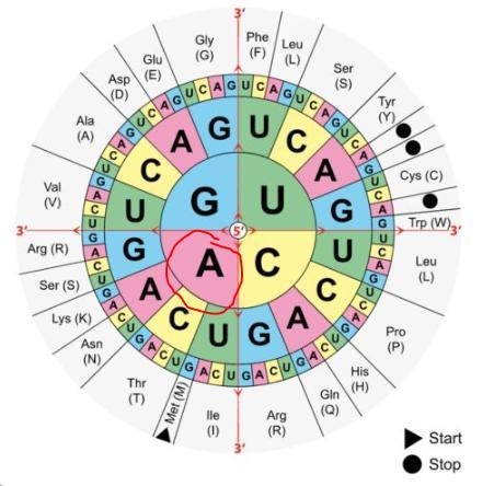 Use the codon wheel or chart to translate the mRNA codons from your answer above into-example-1